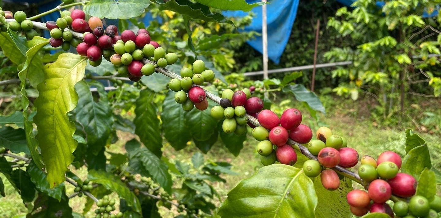 2024-2025収穫のコーヒー (1杯分/10g)