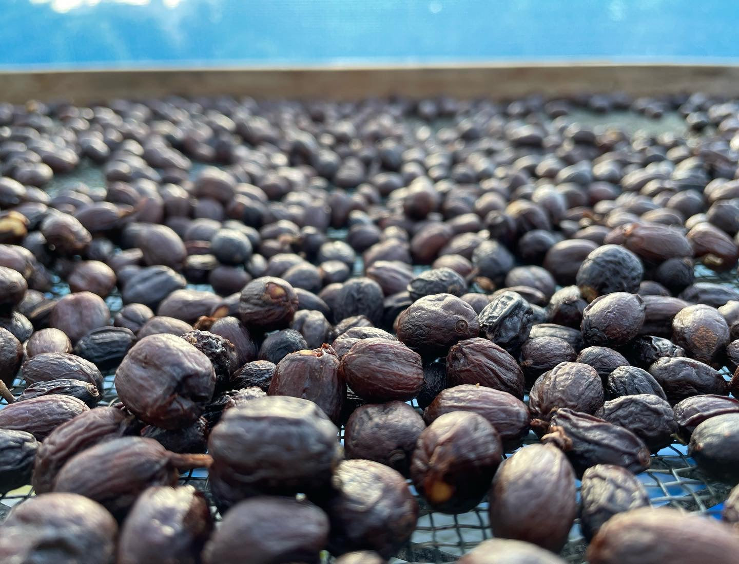 2024-2025収穫のコーヒー (1杯分/10g)