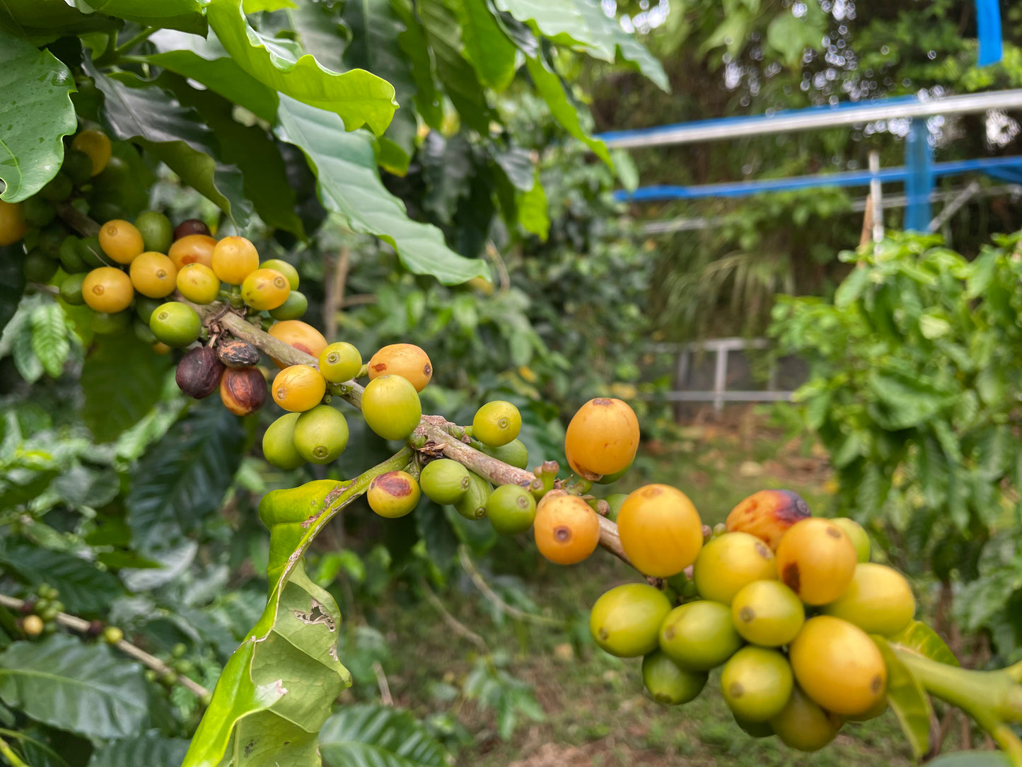 2024-2025収穫のコーヒー (1杯分/10g)