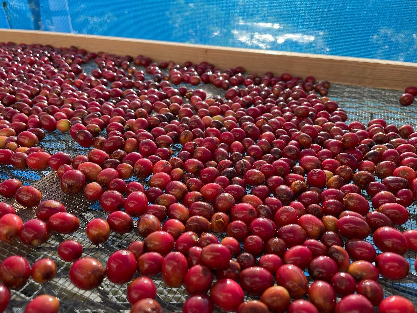 2024-2025収穫のコーヒー (1杯分/10g)