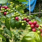 2022-2023収穫のコーヒー