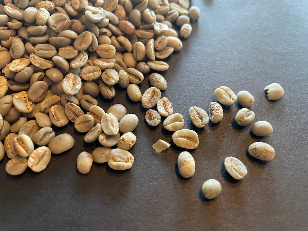 2024-2025収穫のコーヒー (1杯分/10g)