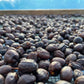 2022-2023収穫のコーヒー